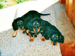 zwerglanghaardackel A Wurf