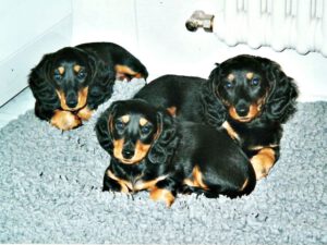 zwerglanghaardackel B Wurf